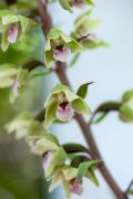 Epipactis purpurata